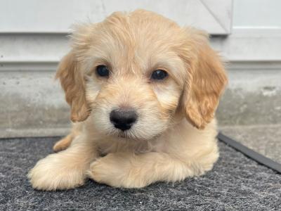 Female Cockapoo puppy in Tipperary