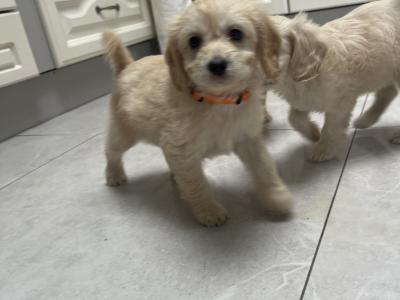 Female Cockapoo puppy in Tipperary