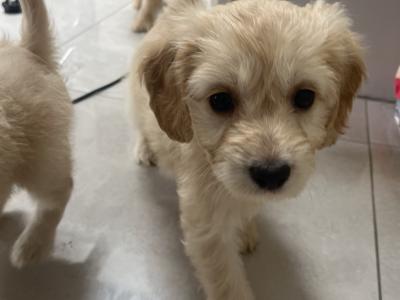 Female Cockapoo puppy in Tipperary