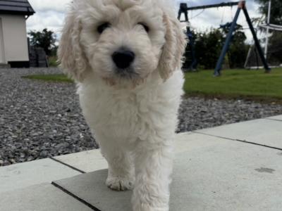 Goldendoodle Puppies for Sale