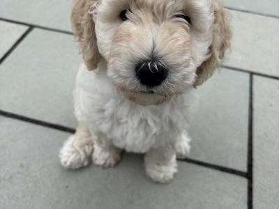 Goldendoodle Puppies for Sale