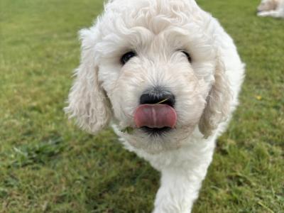 Goldendoodle Puppies for Sale