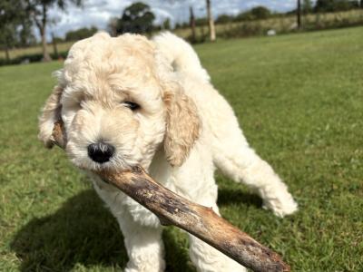 Goldendoodle Puppies for Sale