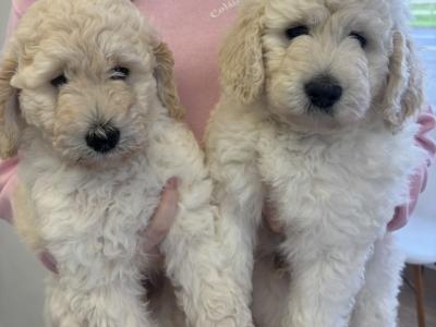 Goldendoodle Puppies for Sale