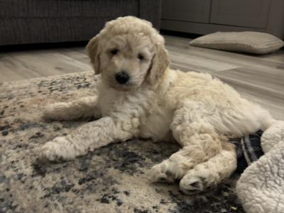 Goldendoodle Puppies for Sale