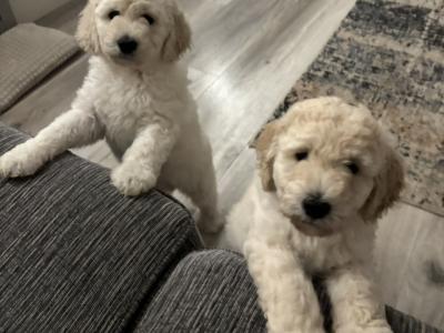 Goldendoodle Puppies for Sale