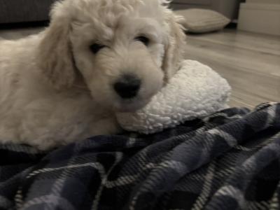 Goldendoodle Puppies for Sale