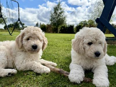 Goldendoodle Puppies for Sale