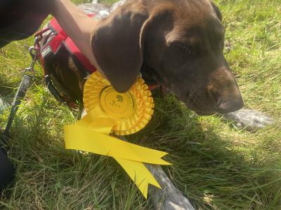 Pedigree Short Haired German Pointer puppies in Roscommon- IKC Registered