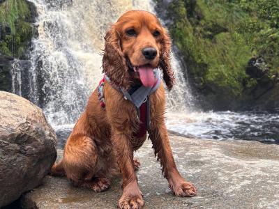 Extremely friendly 6 year old golden Cocker Spaniel for stud