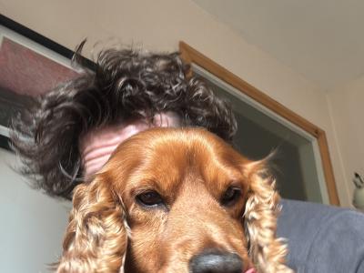 Extremely friendly 6 year old golden Cocker Spaniel for stud