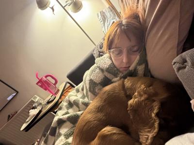 Extremely friendly 6 year old golden Cocker Spaniel for stud