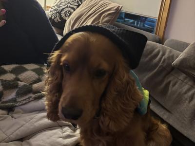 Extremely friendly 6 year old golden Cocker Spaniel for stud