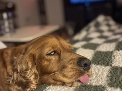 Extremely friendly 6 year old golden Cocker Spaniel for stud