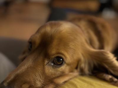 Extremely friendly 6 year old golden Cocker Spaniel for stud