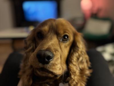 Extremely friendly 6 year old golden Cocker Spaniel for stud