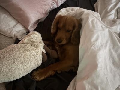 Extremely friendly 6 year old golden Cocker Spaniel for stud