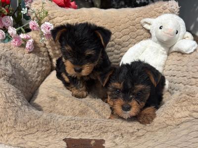 (The Heart Throbs) Tcup Yorkie