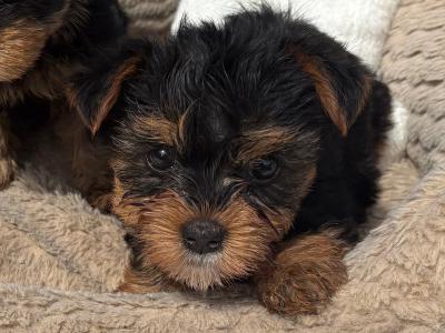 (The Heart Throbs) Tcup Yorkshire Terrier puppies in Wexford