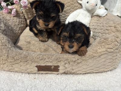 (The Heart Throbs) Tcup Yorkie