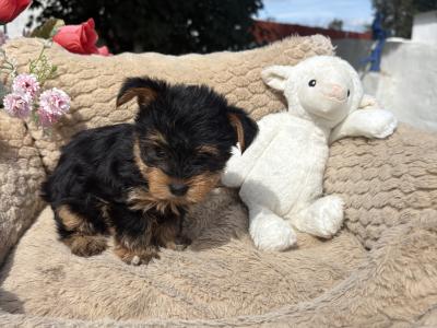 (The Heart Throbs) Tcup Yorkie