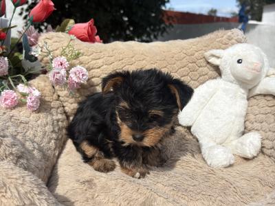 (The Heart Throbs) Tcup Yorkie