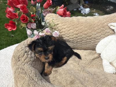 (The Heart Throbs) Tcup Yorkie