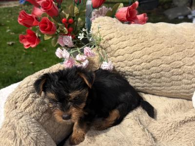 (The Heart Throbs) Tcup Yorkie