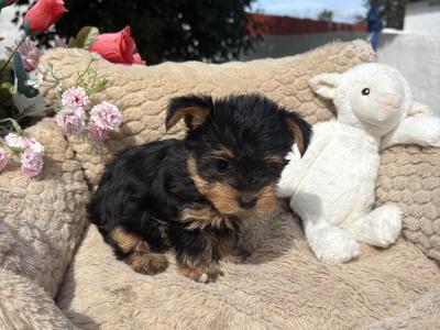 (The Heart Throbs) Tcup Yorkie