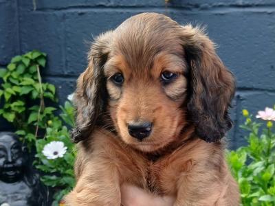 Miniature Dachshund male