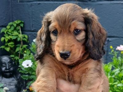 IKC Registered male Miniature Dachshund puppy in Dublin