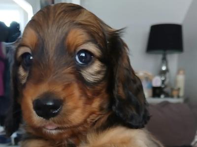 Miniature Dachshund male