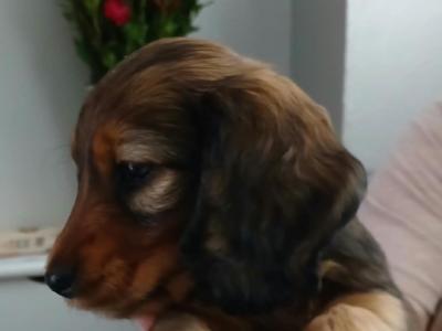 Miniature Dachshund male