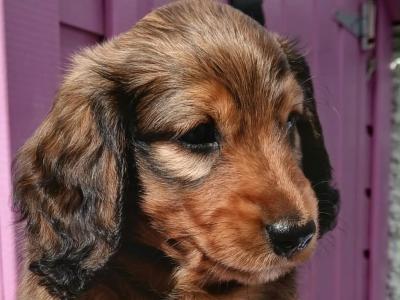 Miniature Dachshund male