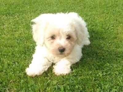 Stunning Bichon Frise