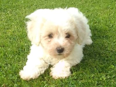 Stunning Bichon Frise puppies in Limerick