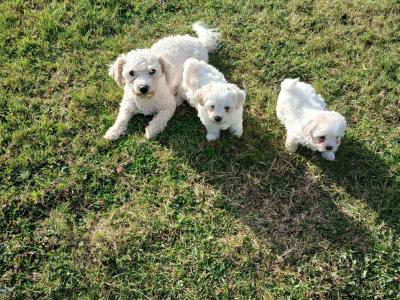 Stunning Bichon Frise