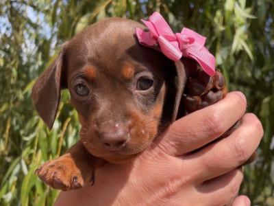 IKC Registered (pending) Pra Cord 1 Clear Miniature Dachshund puppies in Laois