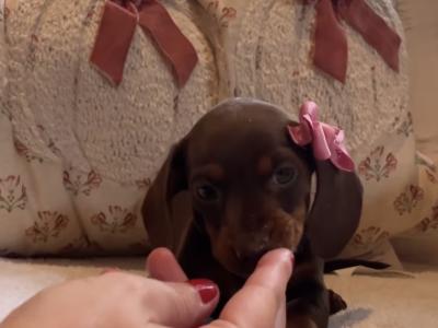 IKC Registered (pending) Pra Cord 1 Clear Miniature Dachshund puppies in Laois
