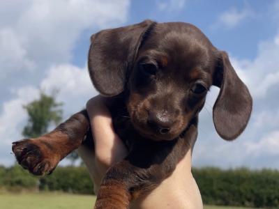 IKC Registered (pending) Pra Cord 1 Clear Miniature Dachshund puppies in Laois