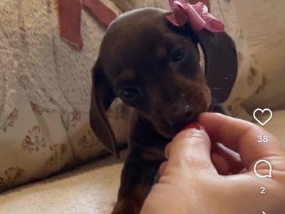 IKC Registered (pending) Pra Cord 1 Clear Miniature Dachshund puppies in Laois