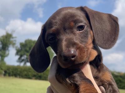 IKC Registered (pending) Pra Cord 1 Clear Miniature Dachshund puppies in Laois