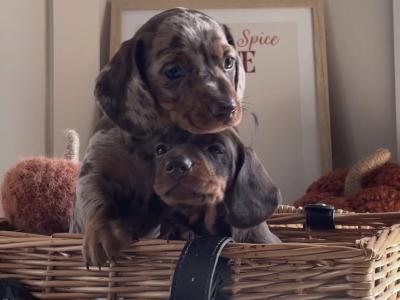 IKC Registered (pending) Pra Cord 1 Clear Miniature Dachshund puppies in Laois