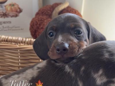 IKC Registered (pending) Pra Cord 1 Clear Miniature Dachshund puppies in Laois
