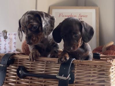 IKC Registered (pending) Pra Cord 1 Clear Miniature Dachshund puppies in Laois