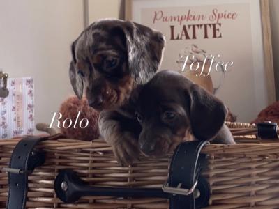 IKC Registered (pending) Pra Cord 1 Clear Miniature Dachshund puppies in Laois