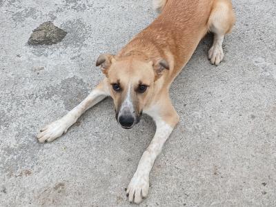 1 male Border Collie x Golden Retriever puppy 8 months old left in Limerick - playful and friendly