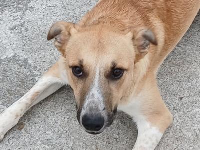 1 male Border Collie x Golden Retriever puppy 8 months old left in Limerick - playful and friendly