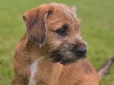 Border Terrier x Shih Tzu puppies in Waterford