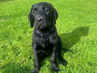 1 male black Purebred IKC Registered Labrador puppy left for sale in Sligo